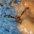 Drosophila substenoptera Palikea 4011.jpg