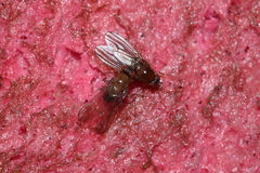 Drosophila tanythrix Kilohana 0707