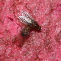 Drosophila tanythrix Kilohana 0707