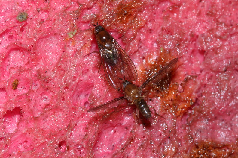 Drosophila tanythrix Kilohana 0708.jpg