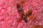Drosophila tanythrix Kilohana 0708