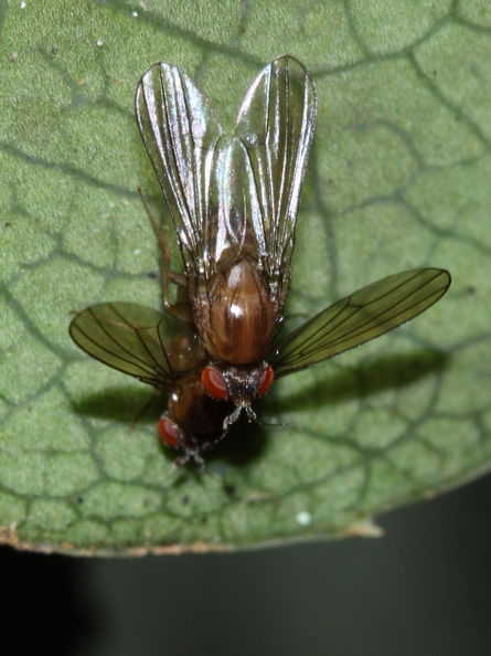 Drosophila tanythrix Kipuka 14 2599