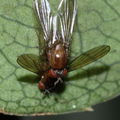 Drosophila tanythrix Kipuka 14 2599