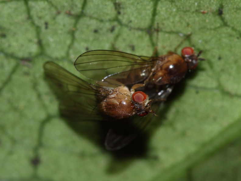Drosophila tanythrix Kipuka 14 2604.jpg