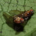 Drosophila tanythrix Kipuka 14 2604