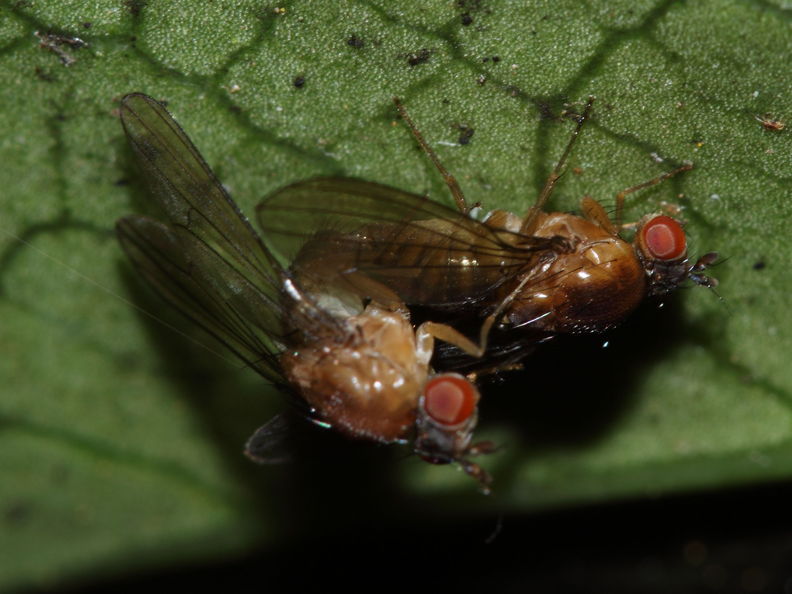 Drosophila tanythrix Kipuka 14 2605.jpg