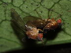 Drosophila tanythrix Kipuka 14 2605