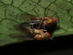 Drosophila tanythrix Kipuka 14 2606