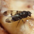 Drosophila tetraplasandrae Olaa 6121