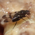 Drosophila tetraplasandrae Olaa 6133
