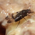 Drosophila tetraplasandrae Olaa 6134