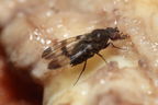 Drosophila tetraplasandrae Olaa 6134