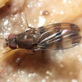 Drosophila tetraplasandrae Olaa 6166