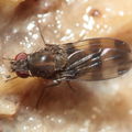 Drosophila tetraplasandrae Olaa 6167.jpg