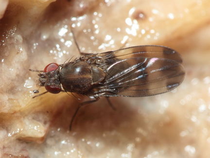 Drosophila tetraplasandrae Olaa 6167