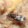 Drosophila tetraplasandrae Olaa 6168