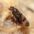 Drosophila tetraplasandrae Olaa 6171