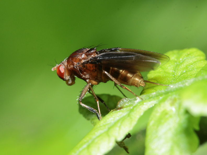 Drosophila truncipenna Waikamoi 7038.jpg