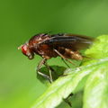 Drosophila truncipenna Waikamoi 7038