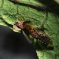 Drosophila truncipenna Waikamoi 7043