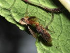 Drosophila truncipenna Waikamoi 7044