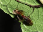 Drosophila truncipenna Waikamoi 7045