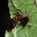 Drosophila truncipenna Waikamoi 7047