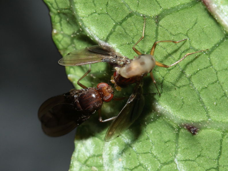 Drosophila truncipenna Waikamoi 7048.jpg
