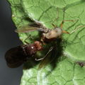 Drosophila truncipenna Waikamoi 7048