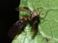 Drosophila truncipenna Waikamoi 7049