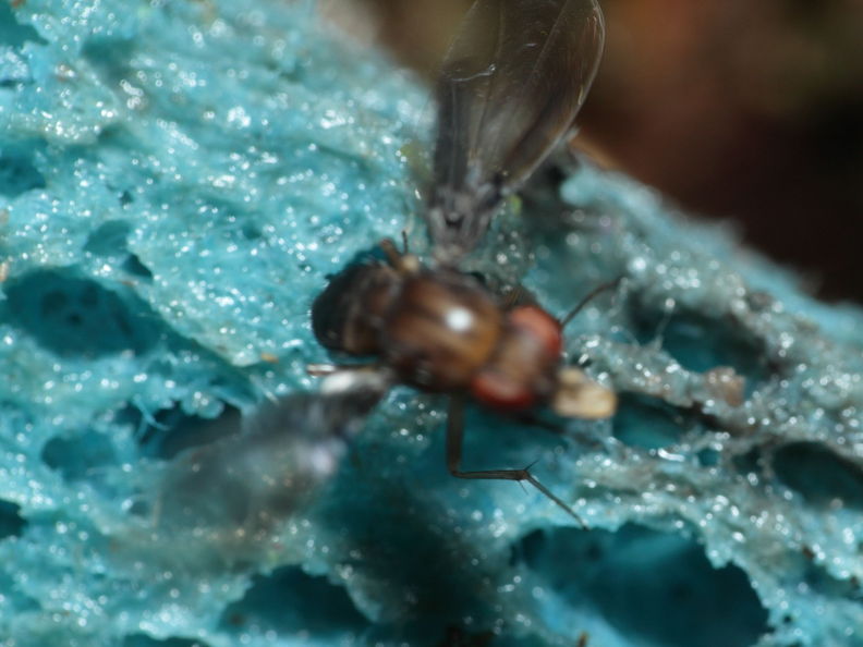 Drosophila truncipenna Waikamoi 7057.jpg