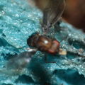 Drosophila truncipenna Waikamoi 7057
