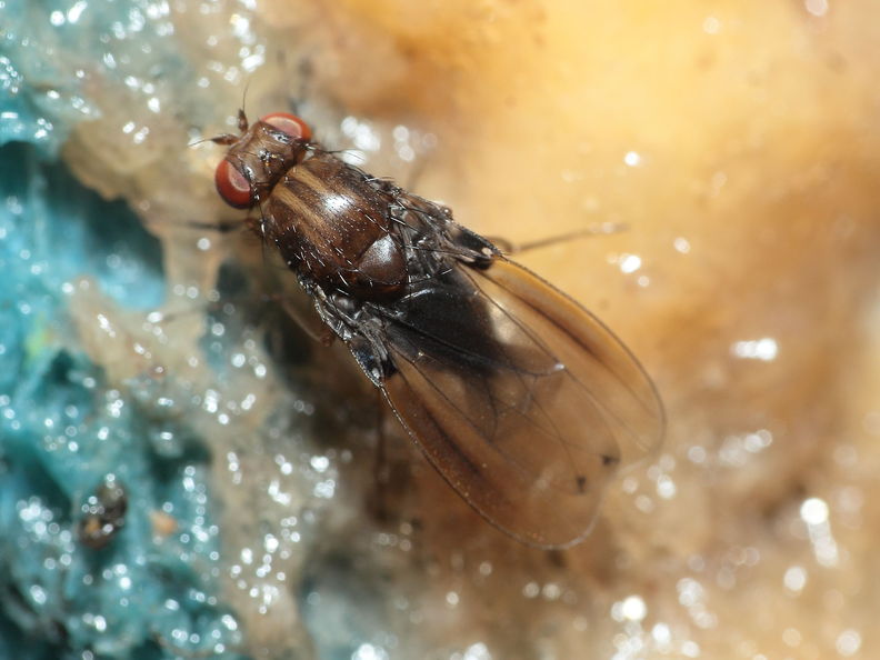 Drosophila truncipenna Waikamoi 7066.jpg