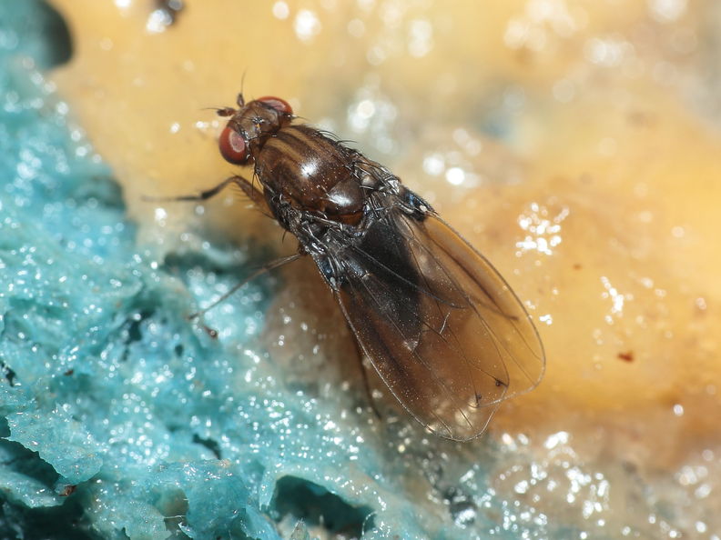 Drosophila truncipenna Waikamoi 7068.jpg