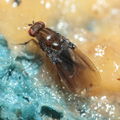 Drosophila truncipenna Waikamoi 7068