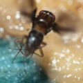 Drosophila truncipenna Waikamoi 7069