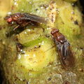 Drosophila truncipenna Waikamoi 7080