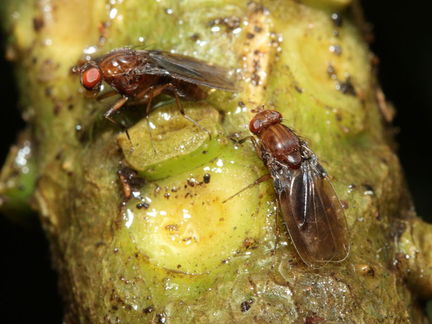 Drosophila truncipenna Waikamoi 7080