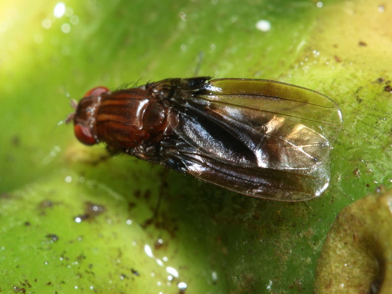 Drosophila truncipenna Waikamoi 7087