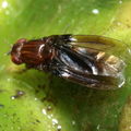 Drosophila truncipenna Waikamoi 7087