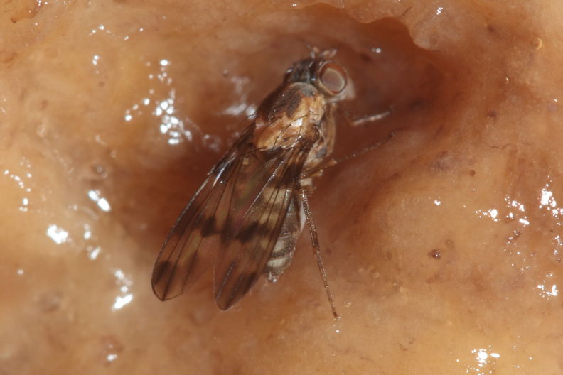 Drosophila turbata Ohikilolo 9536.jpg
