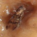 Drosophila turbata Ohikilolo 9536