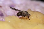 Drosophila villosipedis Awa 3791