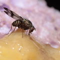 Drosophila villosipedis Awa 3795