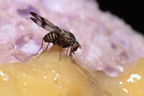 Drosophila villosipedis Awa 3795