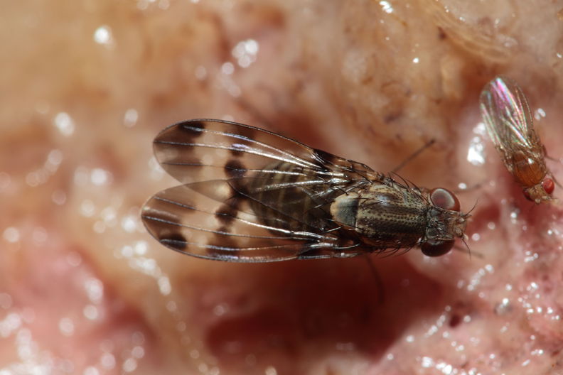 Drosophila villosipedis Nualolo 4039