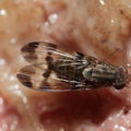 Drosophila villosipedis Nualolo 4039