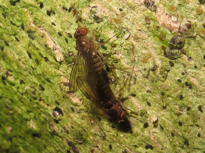 Drosophila wikstroemiae Pualii 5338.jpg