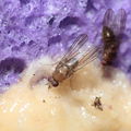 Drosophila yooni Olaa 7130