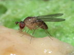 Drosophila yooni Olaa 7133